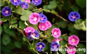 周公解梦 梦见花,梦见花的吉凶预兆与心理象征